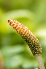 corn shaped flower bud with creamy green background