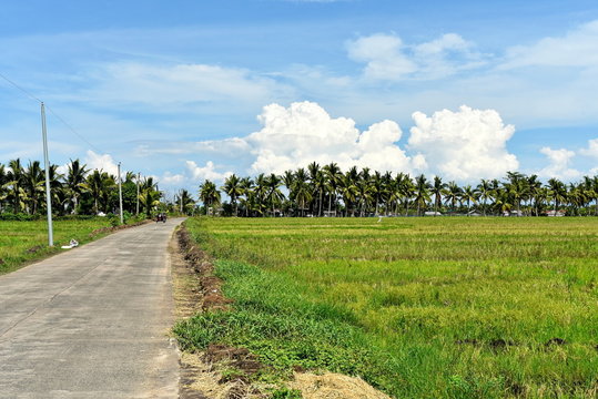 Around the Santiago City, Isabela, Philippines, Santiago City Sightseeing , Rice Field, one of major cities of rice procedures in the Philippines