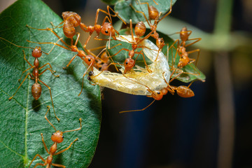 Red Ants are sending food to each other,Teamwork