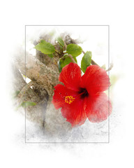 close up of red hibiscus flower in soft textured gray frame isolated on white background