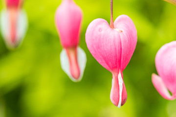 close up of couple beautiful pink bleeding blood flowers on the branch with green background