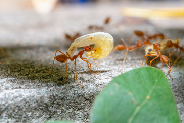 Red Ants are sending food to each other,Teamwork