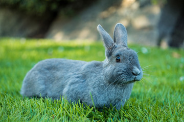 cute grey rabbit laying on the green grass field looking at your way