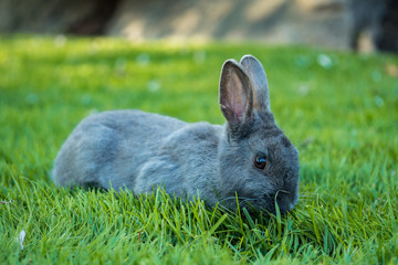 cute grey rabbit laying on the grass field eating grasses in the shade