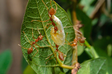 Red Ants are sending food to each other,Teamwork
