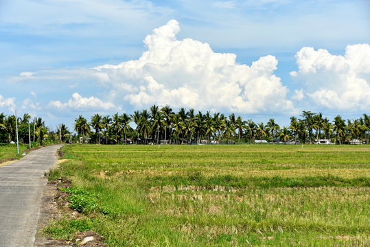 Around the Santiago City, Isabela, Philippines, Santiago City Sightseeing , Rice Field, one of major cities of rice procedures in the Philippines
