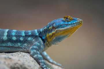 Blue with yellow lizard on a rock