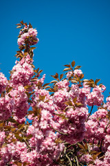 beautiful pink cherry flowers on the tree under clear blue sky