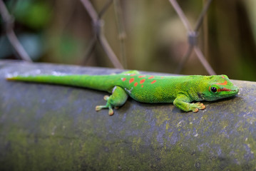 green lizard with spots on an old metal tube