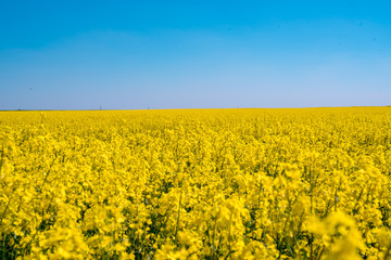 Obraz premium Blooming yellow rape field in the sunshine and bright blue sky