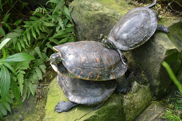 Funny Turtles at Halifax Tropical World