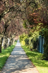 sidewalk in the city with cherry trees blossom on the left and wooden fences and green bushes on the right