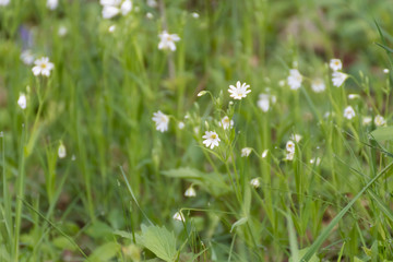 White flowers in grass.White wild flower