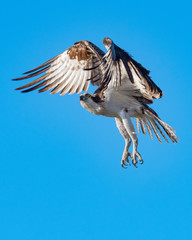 Osprey Flapping Its Wings Against a Bright Blue Sky