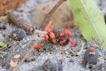 Red bugs in the sand