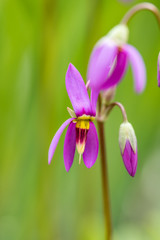 purple shooting star flowers blooming in the garden with blurry green background