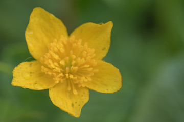 Yellow flower on green background.Young plants in the garden