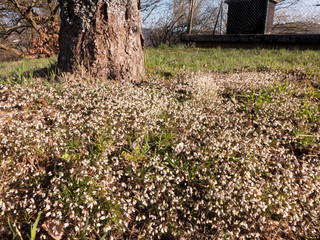 Obraz premium Wiese im Frühling mit kleinen weißen Blumen und Stamm eines Baumes