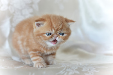 Red exotic Shorthair kitten stands on a gray background, looking down and raised his paw.