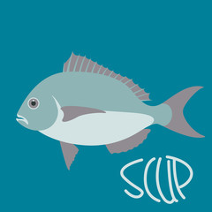 scup fish, vector illustration,flat style, profile