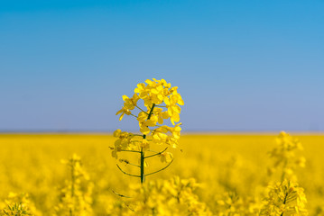 Obraz premium Closeup of a blossoming yellow rape plant with a ladybug with the entire rape field in the background in the sunshine and bright blue sky