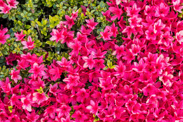 flower field in the park with dense red flowers blooming under the sun top view