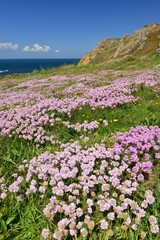 Obraz premium L'Etacq, Jersey, U.K. Spring coastal landscape with Sea Thrift.