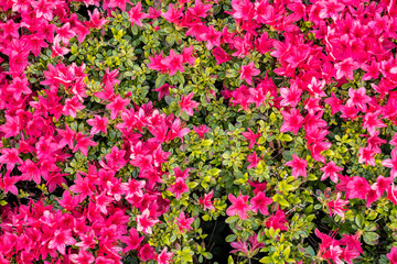 flower field in the park with dense red flowers blooming under the sun top view