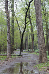 Obraz premium Muddy path with puddles after a rain in spring at Morton Grove, Illinois' Linne Woods