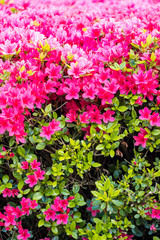 Fototapeta premium flower field in the park with dense red flowers blooming under the sun 