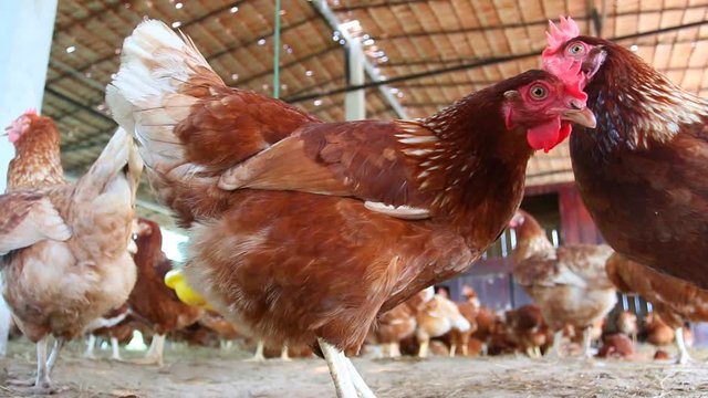 Chicken in the farm