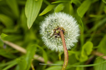 one beautiful dandelion flower with green leaves background in the shade
