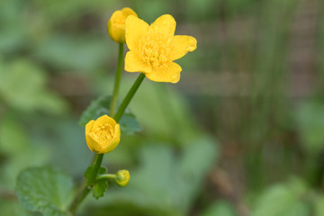 Yellow flower in the field