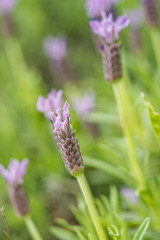 beautiful lavender flower field in the shade on the road side