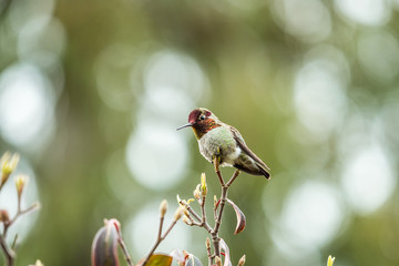 little Ana's humming bird resting on the tip of a tree branch looking down  with blurry green background