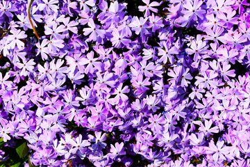 background of purple flowers