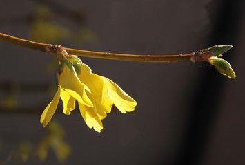 forsythia bush with yellow flowers