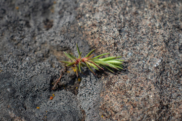 Moss power; grows between stones and absorbs carbon dioxide