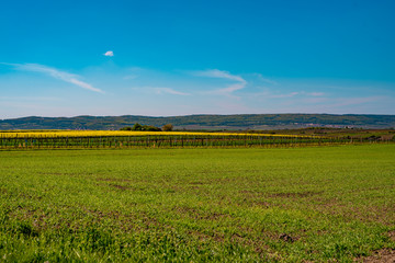 Green juicy wheat field, vineyard and rape field with sunshine and bright blue sky