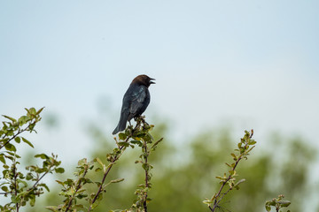 one blackbird singing on the top of spiky branch of bushes on a sunny day