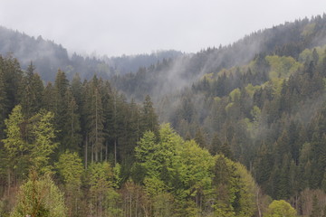 Natur im Allgäu