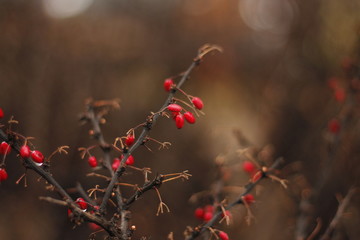 red berries of viburnum on a branch