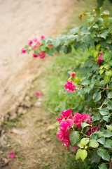 Pink bougainvillea