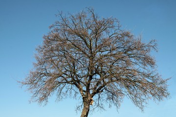 trees in park at spring