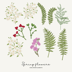 Hand drawn fern leaves, stock, gillyflower and gypsophila. Spring flowers set. Garden plants. Botanical vector illustration.