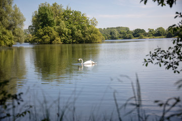 English lake scene with swan.