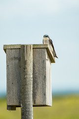one blue feathered swallow resting on the top of a bird house with blurry field in the background