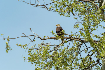 one bald eagle resting on the tree branch on a tall tree under blue sky on a sunny day