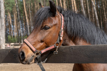 Closeup horse head in the farm, outdoor.