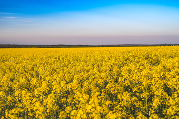 Obraz premium Blooming yellow rape field in the sunshine and bright blue sky in Lower Austria